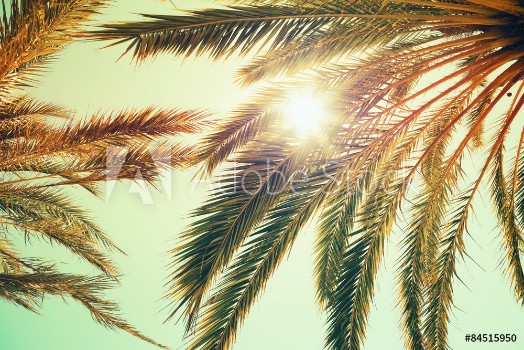 Bild på Palm trees and shining sun over bright sky